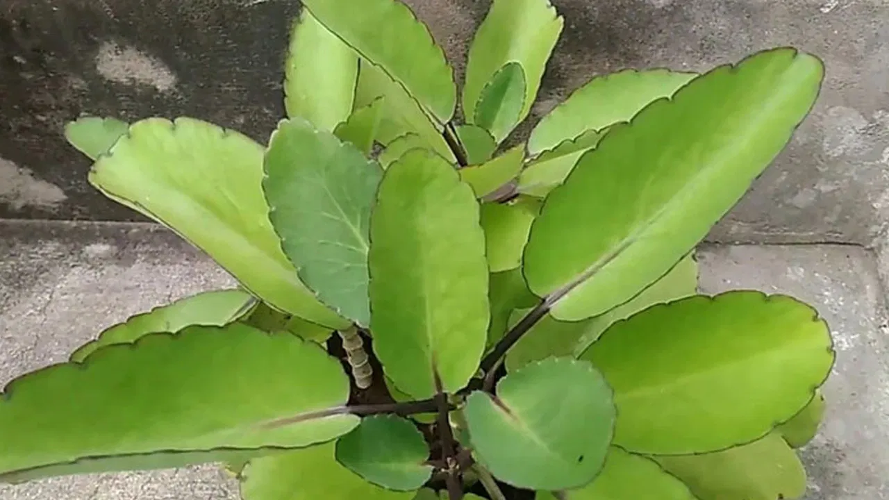 Health Benefits of Ranapala Leaf