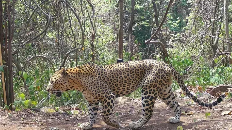 Tiger Spotted on Tirumala Ghat Road