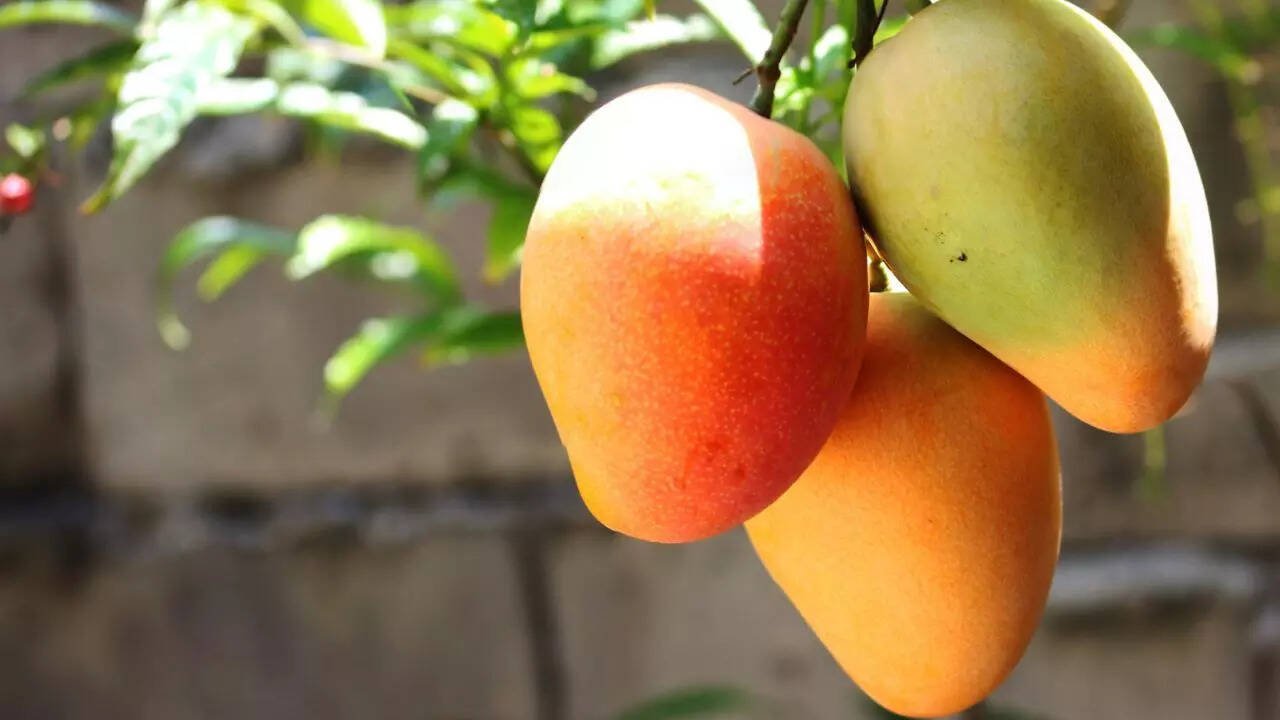 How to Choose Fresh and Ripe Mangoes – A Buyer’s Guide