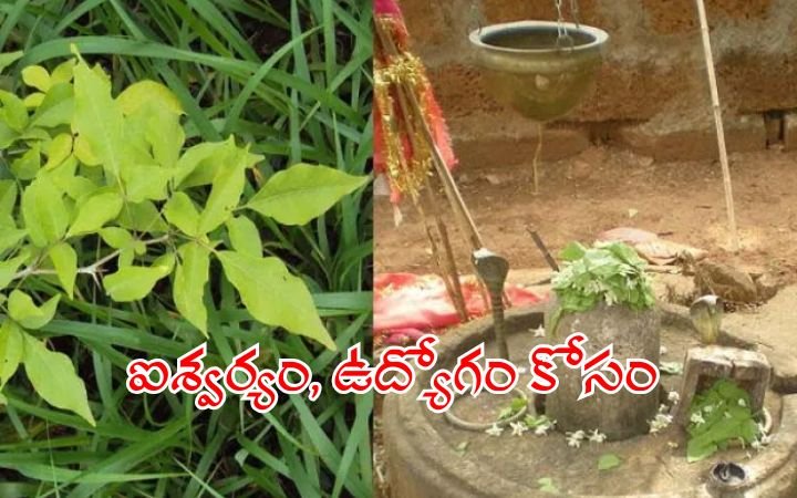 Bilva Tree Significance in Hinduism