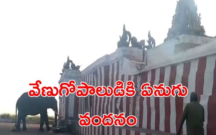 Elephant visits Himavad Venu Gopalaswamy Temple