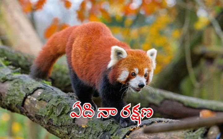 International Red Panda Day