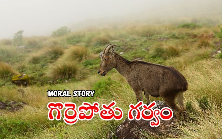 The Pride of the Goat Moral Story