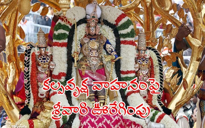 Tirumala Brahmotsavam: కల్పవృక్ష వాహనంపై శ్రీవారి ఊరేగింపు