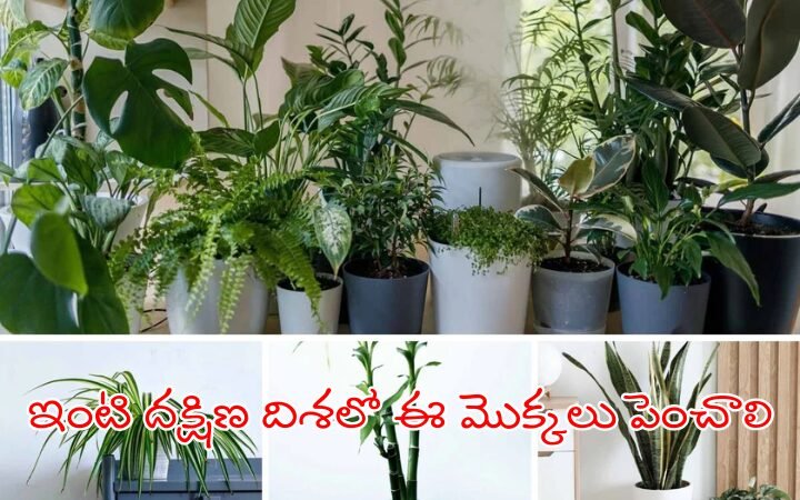 plants for south direction as per astrology