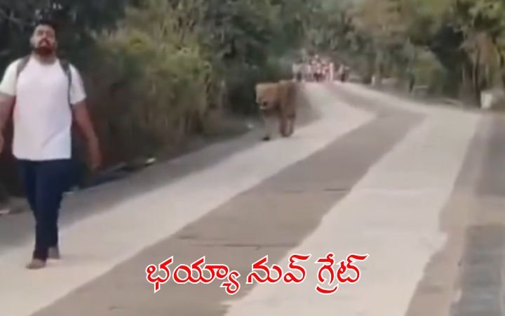 Couple Calmly Walks as Four Wild Lions Follow Them at Gujarat Jain Temple — Viral Video Shocks Internet