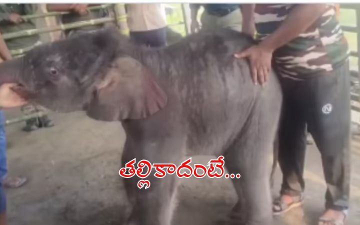 Heart-Touching Moment Baby Elephant Rescued After Mother’s Rejection During North India Floods