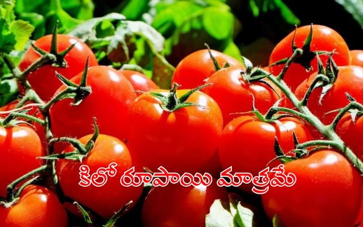 Tomato Prices Crash in Kurnool Farmers Hit Hard as Rates Drop to rs 1 per Kg