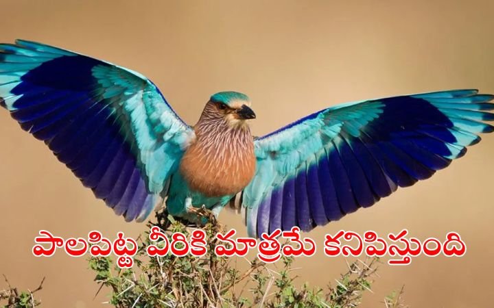 Why Should You See the Palapitta Indian Roller Bird on Vijayadashami Spiritual Significance and Legend