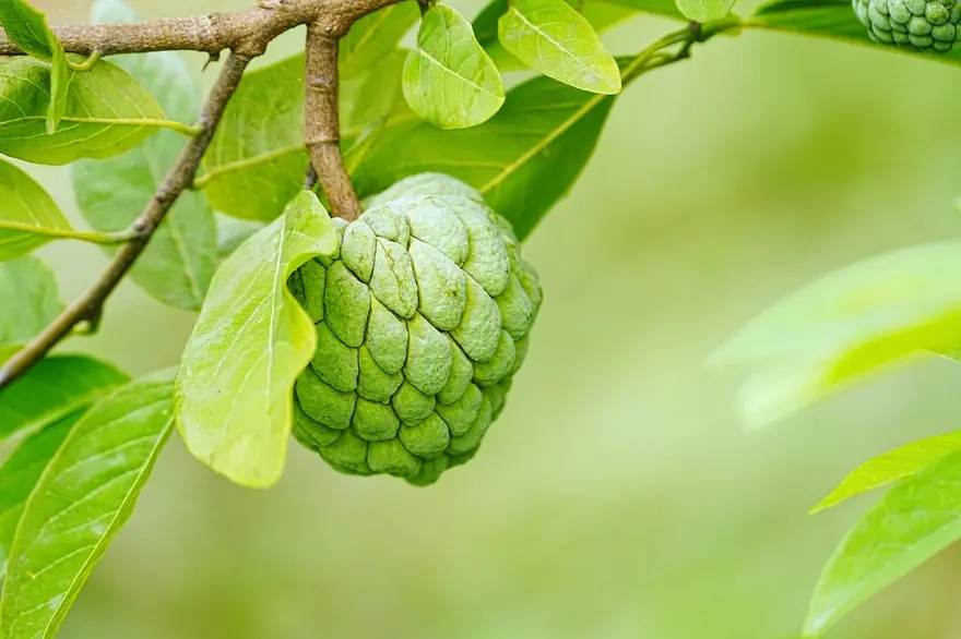 Custard Apple Benefits – The Winter Fruit That Boosts Strength and Immunity