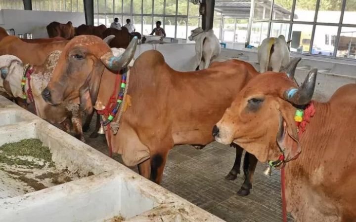 తిరుమలలో స్వామివారి అభిషేకానికి పాలిచ్చే ఆవులు మరణిస్తే…