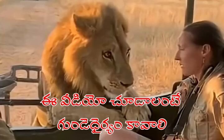 Heart-Stopping Video Lion Stares Face-to-Face with Tourist During African Safari