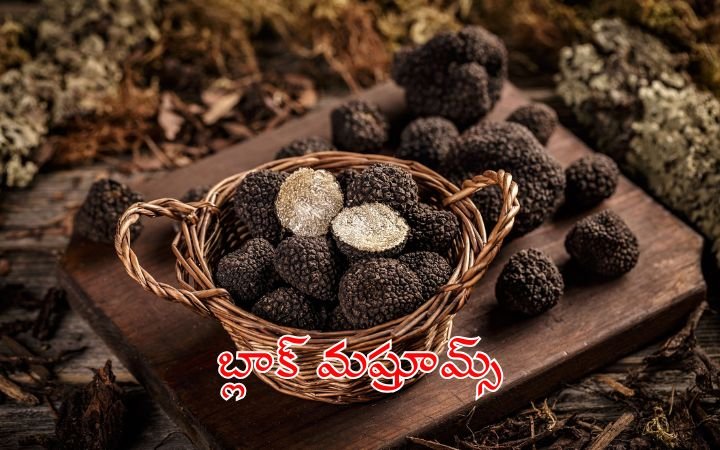 బ్లాక్‌ మష్రూమ్స్‌ కోసం వేల రూపాయలు ఖర్చు చేస్తున్న ప్రజలు