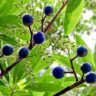Rare Rudraksha Tree Found in Andhra Pradesh