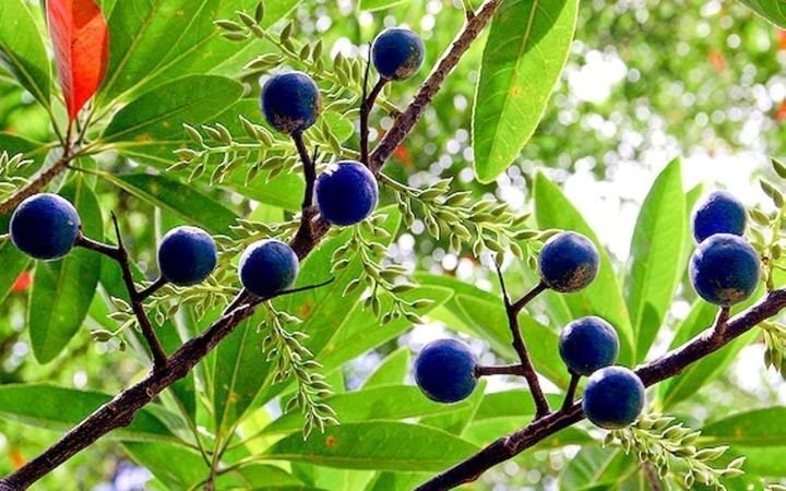 Rare Rudraksha Tree Found in Andhra Pradesh