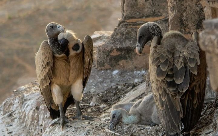 కజిరంగా నేషనల్‌ పార్క్‌లో జటాయువులు