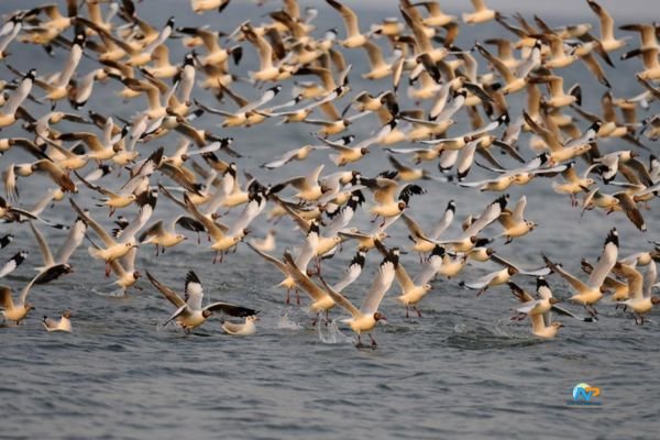 Migratory Birds Shot Mid-Air in Prakasam District Illegal Hunting Raises Alarm