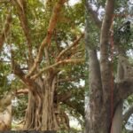 Mysterious Temple Flagstaff Protected by Banyan Tree