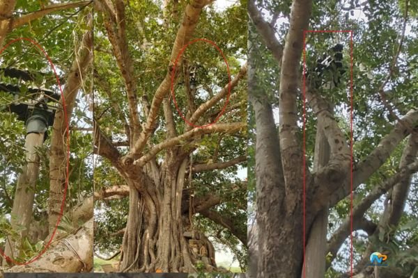 Mysterious Temple Flagstaff Protected by Banyan Tree