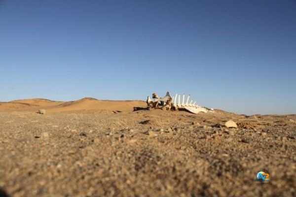 ఇక్కడ భూమి, అధికారం, దేశం ఫ్రీ… ఎవరైనా జెండా పాతొచ్చు