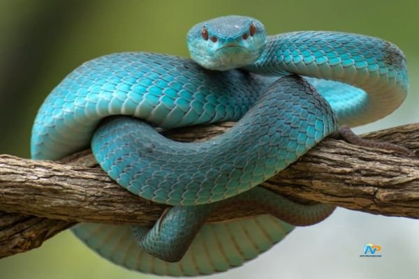 Why Snakes Disappear in Winter The Science Behind Their Seasonal Behavior