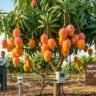 Kesar Mango Farming