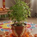 Offer Milk to Tulsi Plant for Prosperity and Divine Blessings