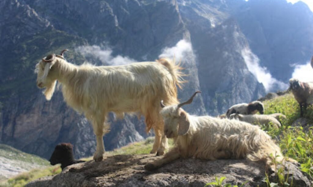 The Legendary Stairway to Heaven in Uttarakhand Linked to the Pandavas