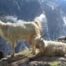 The Legendary Stairway to Heaven in Uttarakhand Linked to the Pandavas