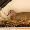 What Hindu Astrology Says About Sparrows, Pigeons and Bats