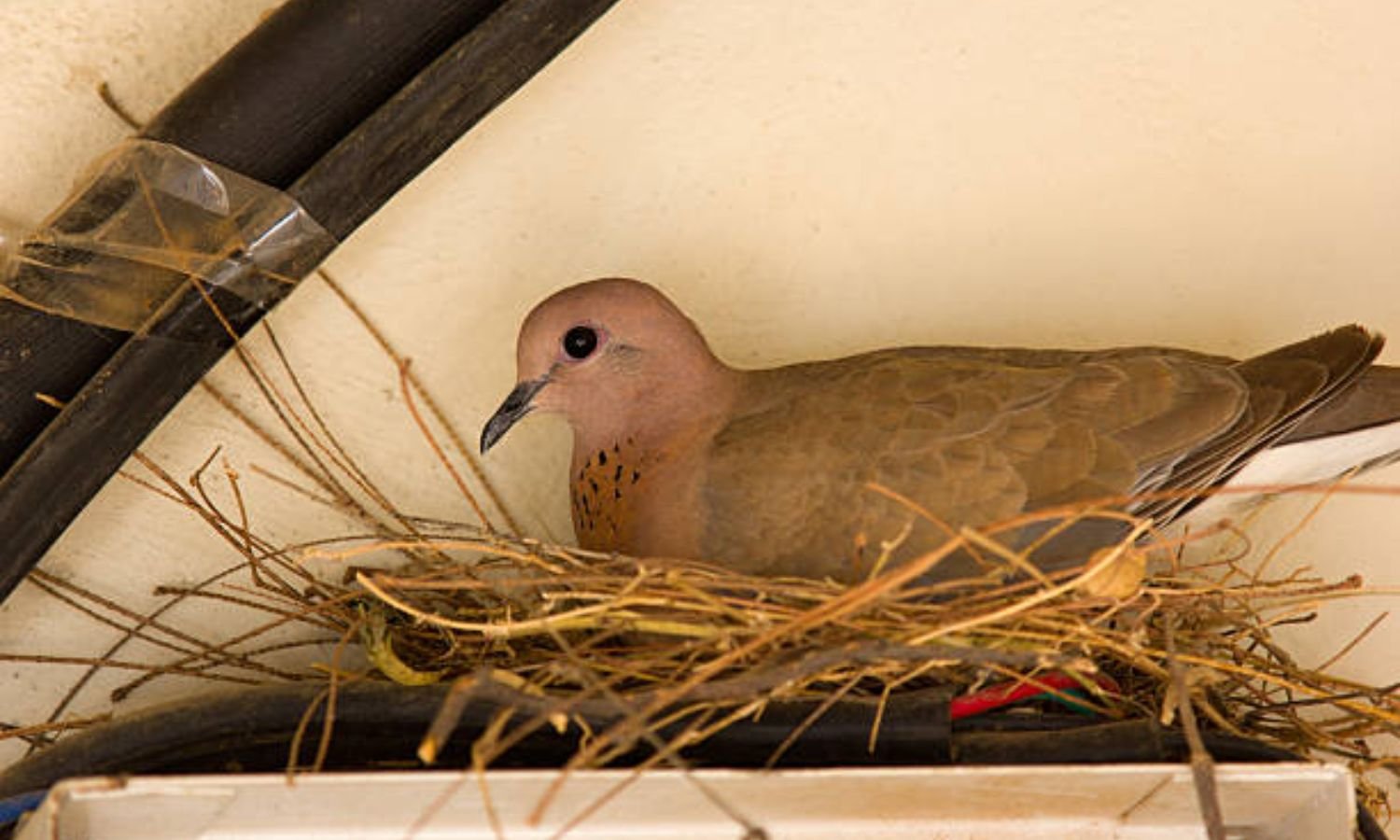 Bird Nests at Home: పక్షుల గూళ్లతో మీ ఇంటి జాతకం మారిపోతుంది… ఎలానో తెలుసా?