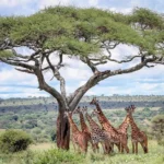 Why Some Places Want to Leave UNESCO World Heritage List